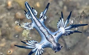 有毒別碰！大西洋海蛞蝓基隆潮間帶驚喜現蹤