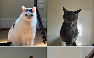 蕭美琴再赴美！完成離職交接手續  還有「接4隻毛小孩回台灣」