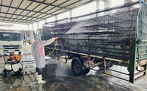 禽流感襲台！雲林古坑雞場中鏢  撲殺蛋雞1.5萬隻