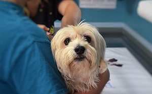 狗狗打了預防針  為何還會免疫失敗？