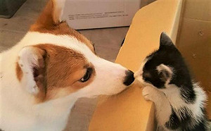 《英雄聯盟》驚傳「喵」事異動   ahq戰隊再添新成員？