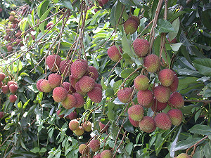 梅雨加颱風  農漁業應加強戒備