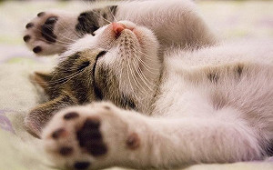 【新手貓奴小學堂】貓砂百百款！如何選擇最適合？