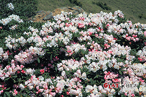山頂上的美麗盛宴 迎接夏季高山的杜鵑花季