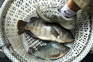 全球第6發病國！台灣吳郭魚感染湖泊病毒 農委會：無食安問題