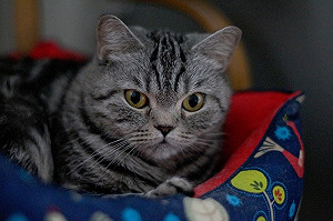 喵星人呼嚕呼嚕！除了開心還有其他原因