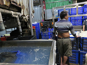 新北不肖業者漂白豆芽菜  恐致腹瀉過敏