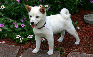 汪星人愛吠叫！該如何讓牠安靜呢？