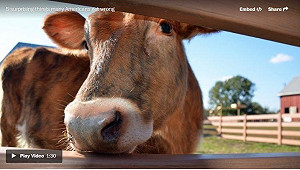 天啊！7％美國人以為巧克力牛奶從棕牛身上擠出來