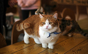 喵星人愛吸吮尾巴、腳掌有原因！