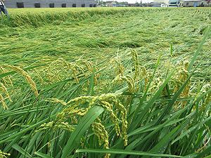 卡努攜雨炸全台 農糧署：農作物也要防颱！
