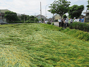 卡努颱風農損破2千萬！台東農產去了了
