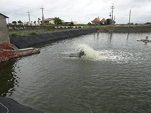 吳郭魚湖泊病毒疫情擴大 觀音6魚場慘中鏢