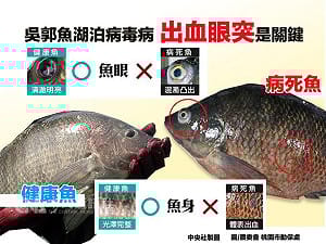 吳郭魚染病危機！出血+眼突別買