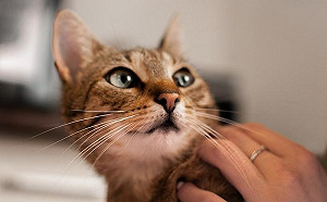 喵星人一摸就翹屁屁！到底為什麼？