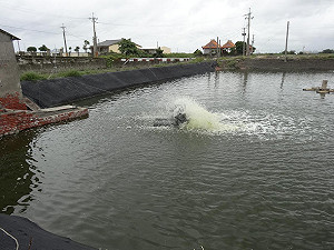 屏東海豐吳郭魚大量死亡  檢驗非感染病毒