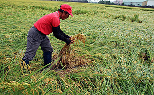 風雨毀稻田！農糧署收購台中、南投災穀減輕農損