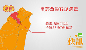 吳郭魚染病桃園中標驗出7例  石門水庫SAFE！