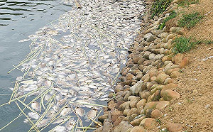 吳郭魚染病恐死光！ 農委會成立應變小組緊盯