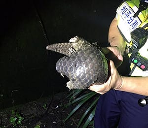 迷途穿山甲寶寶上馬路　暖警保護送回山