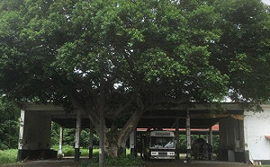 鐵齒的保總大隊長 說出大湳營區神祕故事