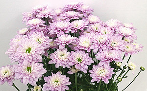 夏天也是賞花天！菊花新品種擁「戀愛夢幻色」超浪漫