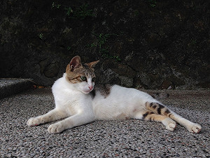 凸顯愛貓初衷！中生為猴硐貓村留下紀錄影片