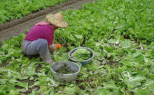 7天大雨菜價狂漲  1把飆上40元