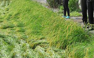 豪雨襲台5天釀1傷  兩道路今預警性封路