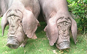 口蹄疫拔針7月上路  落實防疫一年後可望恢復非疫區