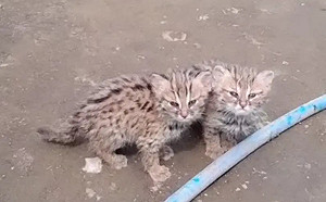 小黃狗帶回2隻虎斑奶貓！網嚇壞：這不能養