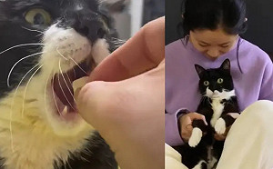 賓士貓張大嘴「乖乖吃飯」爆紅　背後藏洋蔥