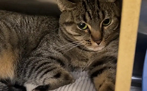 虎斑貓「太貪玩」慘遭退養！縮鐵籠憂鬱