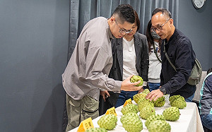 首批台東鳳梨釋迦復銷中國 又檢出害蟲？防檢署：無法查證