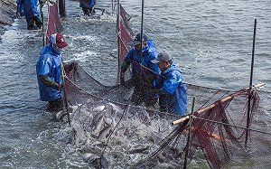 侯友宜趙少康批漁電共生政策  經濟部：用假訊息操作仇恨 傷害產業競爭力  