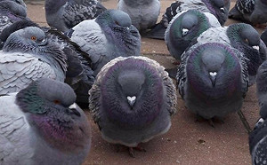 路殺鴿子竟被捕! 日計程車司機被控蓄意撞鴿群 供稱：「道路是人類的」