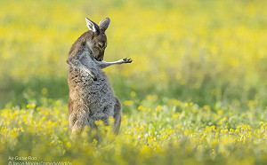 2023動物攝影獎揭曉！「空氣吉他」袋鼠奪冠