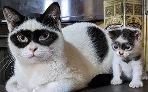 「蝙蝠俠」貓開心當爸　兒子竟遺傳招牌眼罩