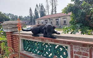 金門黑狗一絕技洩真身　眾笑從小被洗腦是貓