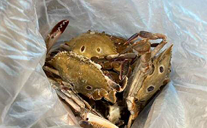 台北六福萬怡酒店冷凍三點蟹「鎘」超標！衛生局：依法沒入銷毀