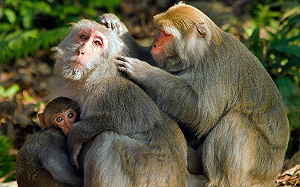 台南南化一日遊！登山賞山嵐美景 還可近距離觀賞獼猴