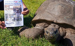 象龜「喬納森」191歲了！獸醫估：可活300歲