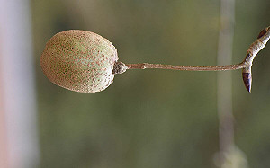 植物界活化石在台灣！林試所：珍稀「鴿子樹」果實現蹤