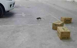 大巨蛋鼠患！恐影響轉播 北市衛生局回應了