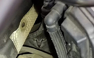 車開48公里引擎傳噪音　手電筒嚇壞：還活著