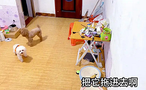 貴賓狗真的聽懂人話！飼主給5指令完美執行