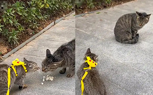 虎斑貓遭收編後重逢媽媽！母貓認不出狠瞪牠