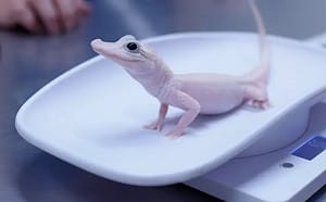 不是白化症！淡粉色「仙界鱷魚」全球僅7隻