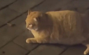 路上巧遇可愛肥貓！女瞪大眼睛狂問羞辱牠