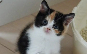 1年後崩壞成厭世大叔！軟萌三花奶貓惹憐惜